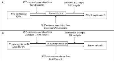 Assessment of causal associations between uric acid and 25-hydroxyvitamin D levels